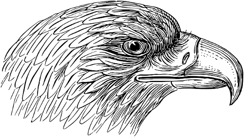 bird-head-predator-line-art-animal-7258872