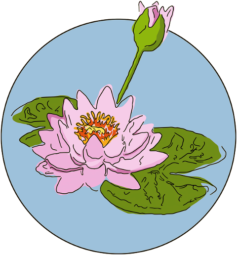 water-lily-flower-flower-wallpaper-8050453