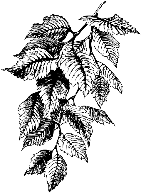 leaves-branch-tree-foliage-plant-6196147