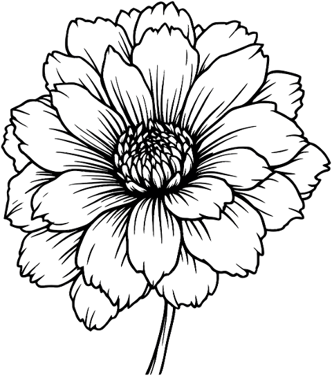 ai-generated-marigold-outline-9379533