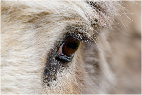 eye-eye-of-a-donkey-close-up-6046843
