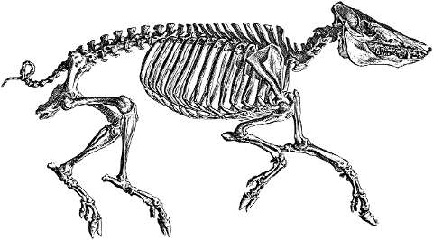 boar-skeleton-line-art-pig-animal-7156340