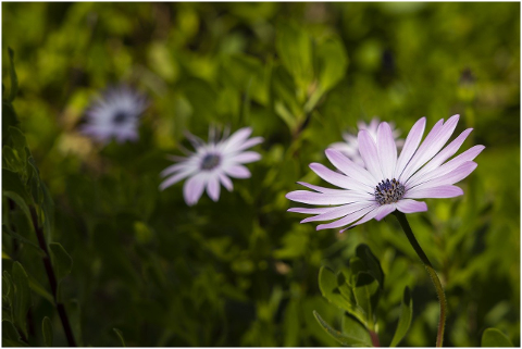 flower-daisy-spring-plant-nature-6054137