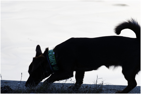 silhouette-dog-pet-canine-black-4803173