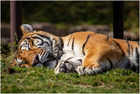 bengal-tiger-animal-sleep-tiger-6055306