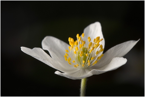 wood-anemone-forest-spring-blossom-5005120