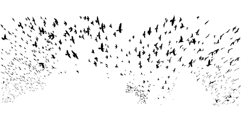 birds-flock-silhouette-animals-4259402