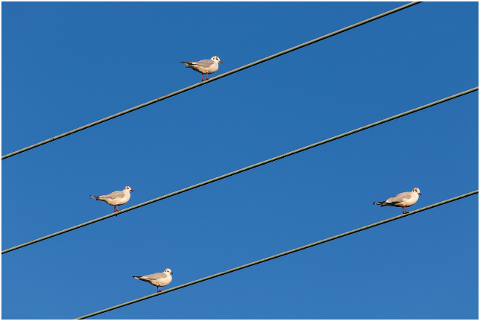 birds-on-wire-birds-avian-perch-4621974