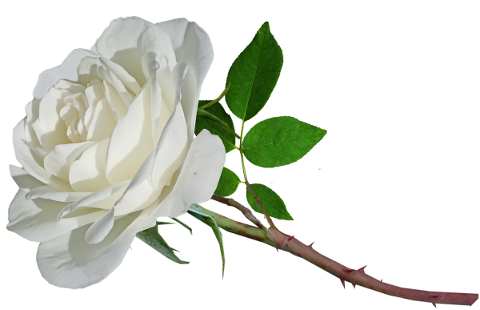 rose-flower-stem-white-bloom-5176244