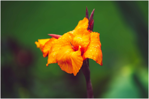 gladiolus-orange-blooming-live-4495022