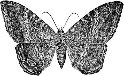 butterfly-moth-insect-wings-animal-7297676