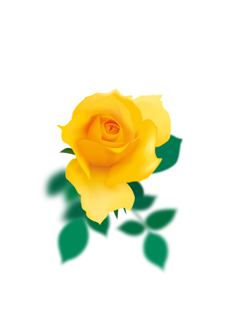 yellow-rose-rose-yellow-bloom-4797500