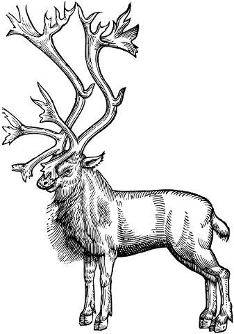 deer-animal-line-art-buck-stag-5220758
