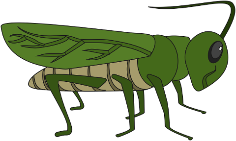 grasshopper-bug-insect-caelifera-6664768