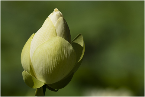 lotus-flower-button-bud-zen-4373089