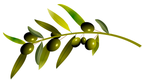 olives-olive-tree-oliva-leaves-4645520
