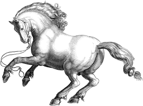 horse-animal-line-art-equine-5923459