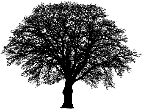 tree-winter-silhouette-vegetation-4035524