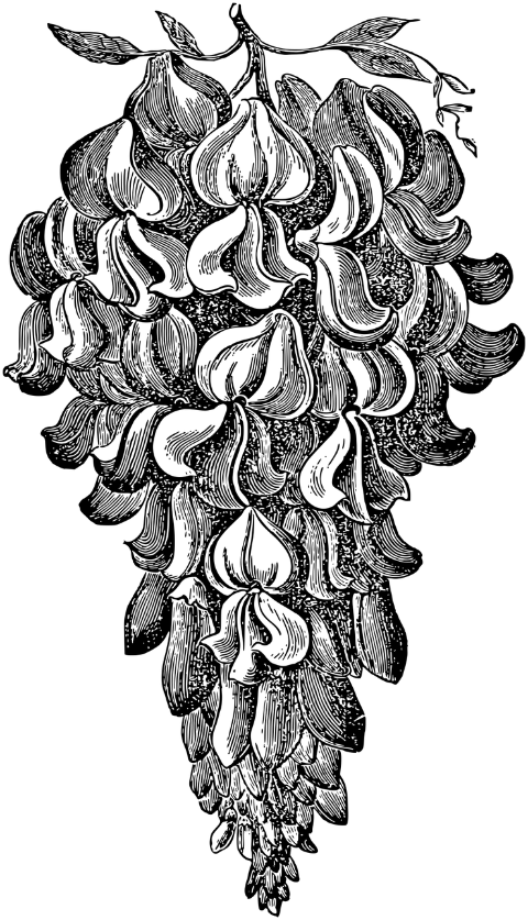 wisteria-flower-line-art-plant-7297631
