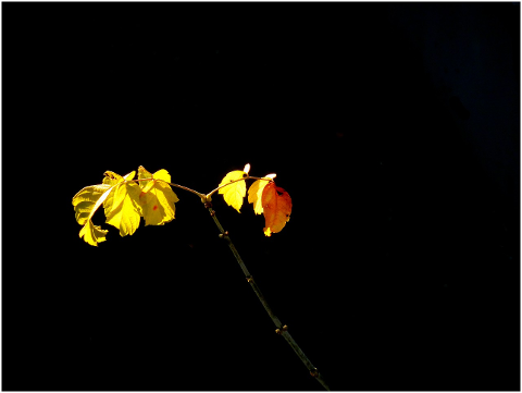 autumn-fall-leaves-leaves-4593756