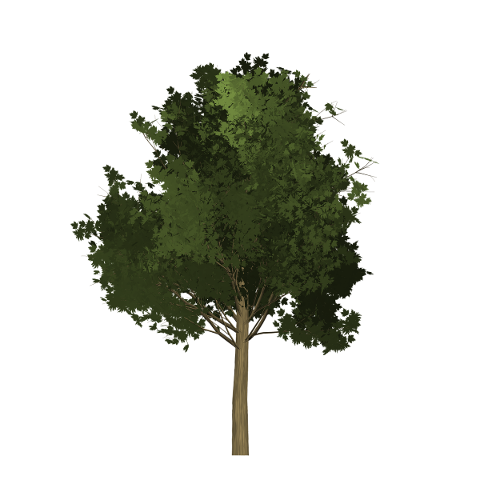 maple-tree-painted-tree-green-2086223