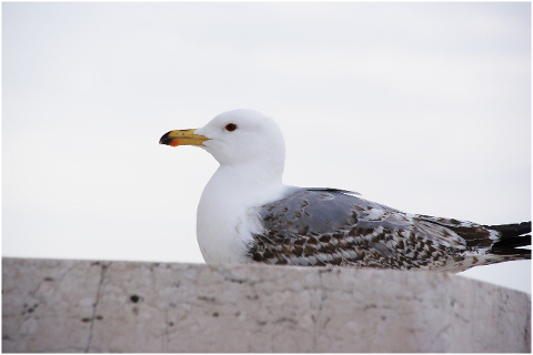 seagull-animal-bird-nature-4626159