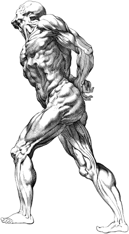 human-muscles-line-art-man-anatomy-5818719