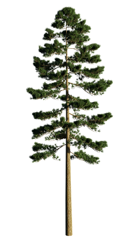 pinus-ponderosa-pine-yellow-pine-4340188