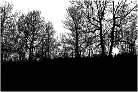 forest-trees-silhouette-branches-5156270