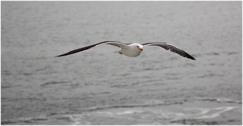 sea-seagull-bird-flight-4595207
