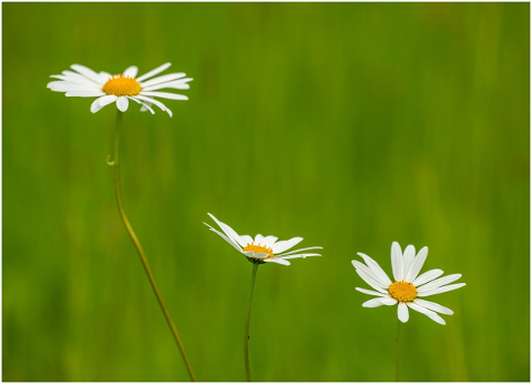 flower-white-flowers-daisy-5136998