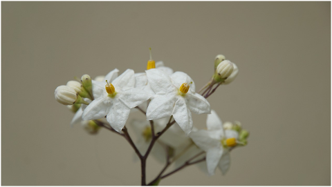 white-jasmine-summer-jasmine-flowers-4321347