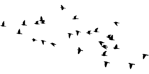 birds-flock-silhouette-animals-7893439