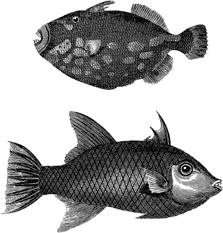 fish-scales-fins-animal-line-art-5694025