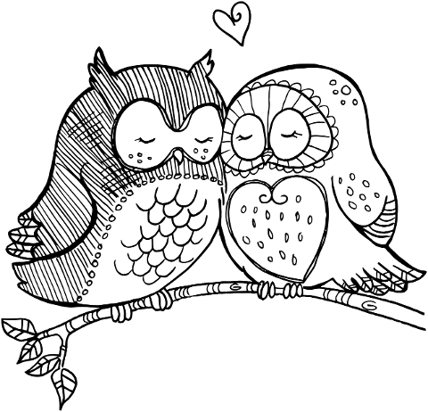birds-love-couple-owl-romance-4288121