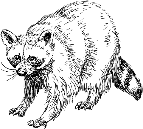 raccoon-animal-mammal-line-art-8057136