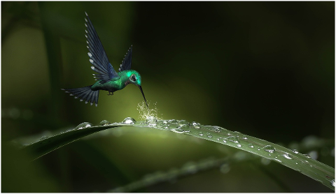 fantasy-drip-hummingbird-rain-leaf-4380310