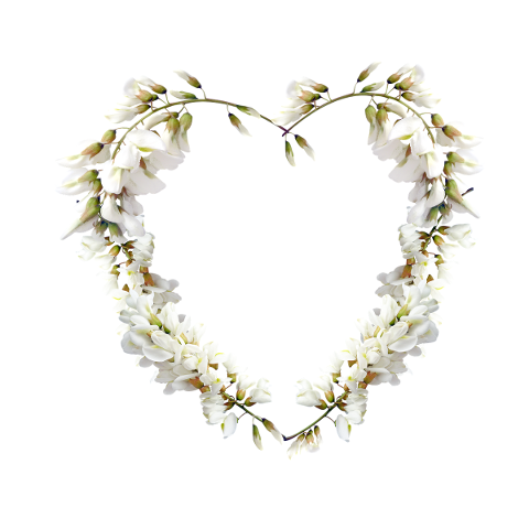 flowers-bloom-acacia-white-spring-4987900