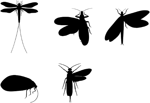 insects-bugs-animals-silhouette-7321580