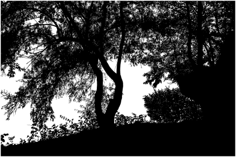 forest-trees-silhouette-branches-5161190