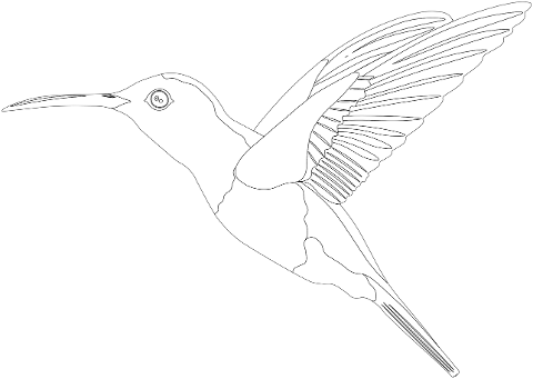 hummingbird-animal-bird-line-art-7038243