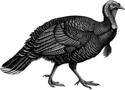 turkey-bird-animal-ornithology-9804825