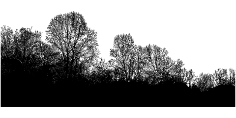 forest-trees-nature-cut-out-6991870
