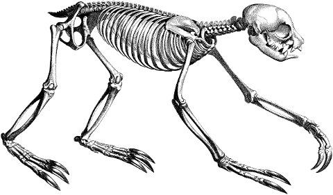 sloth-skeleton-bones-line-art-7378306