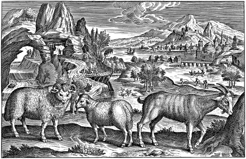 sheep-animals-town-goat-livestock-6151487
