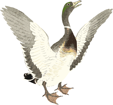 duck-drake-bird-animal-feathers-6791947