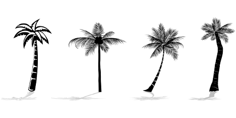 palm-trees-coconut-trees-7106110