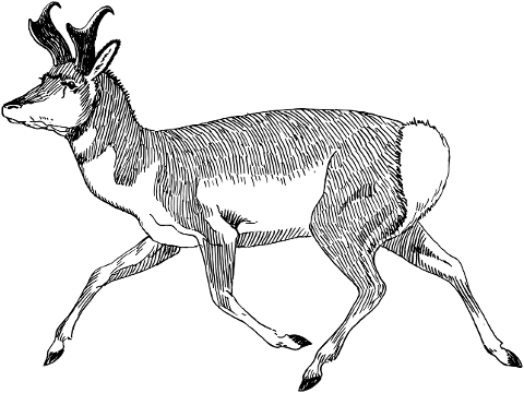 pronghorn-american-antelope-animal-8057142