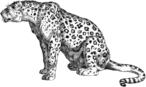 leopard-animal-feline-line-art-7330284