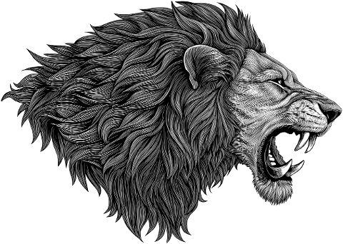 lion-animal-feline-big-cat-mammal-9514214